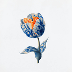 Tulip